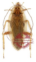 Blattodea sp. 26 (A-)