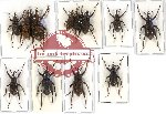 Scientific lot no. 210 Curculionidae (12 pcs)