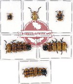 Scientific lot no. 166 Chrysomelidae (Clythrini) (18 pcs - 6 pcs A-, A2)