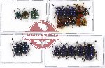 Scientific lot no. 165 Chrysomelidae (20 pcs - 3 pcs A2)