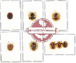 Scientific lot no. 167 Chrysomelidae (Cassidini) (8 pcs - 1 pc A2)