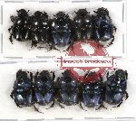 Scientific lot no. 293 Coprophaga (Onthophagus sp.) (10 pcs - 5 pcs A-, A2)