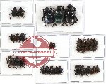 Scientific lot no. 296A Coprophaga (Onthophagus spp.) (33 pcs A, A-, A2)