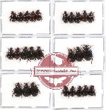 Hybosorinae sc. lot no. 48 (26 pcs - 13 pcs A2)