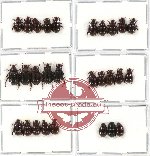 Hybosorinae sc. lot no. 46 (28 pcs - 5 pcs A2)