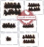 Hybosorinae sc. lot no. 47 (42 pcs - 15 pcs A2)