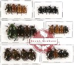 Scientific lot no. 42 Rutelinae (24 pcs - 4 pcs A2)