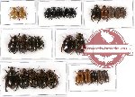 Scientific lot no. 43 Rutelinae (28 pcs - 2 pcs A2)