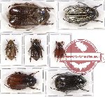 Scientific lot no. 56 Melolonthinae (7 pcs - 3 pcs A2)