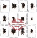 Scientific lot no. 12 Lucanidae (Aegus spp.) (16 pcs)