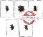 Scientific lot no. 14 Lucanidae (Aegotypus spp.) (6 pcs)