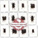 Scientific lot no. 13 Lucanidae (Aegus spp.) (17 pcs)