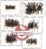 Scientific lot no. 211 Curculionidae (24 pcs - 8 pcs A-, A2)