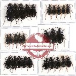 Scientific lot no. 162 Carabidae (28 pcs - 13 pcs A2)