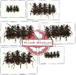 Scientific lot no. 161 Carabidae (Catascopus spp.) (29 pcs A-, A2)