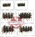 Scientific lot no. 160 Carabidae (Catascopus spp.) (28 pcs)