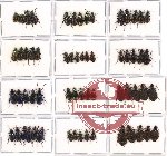 Scientific lot no. 163 Carabidae (61 pcs)