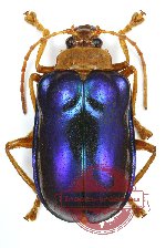 Chrysomelidae sp. 44