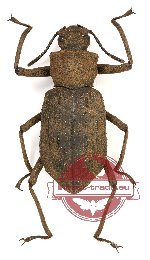 Tenebrionidae sp. 55 (10 pcs)