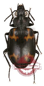 Lebiinae sp. 10 (A-)