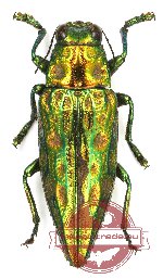 Chrysodema sp. 21 (A2)