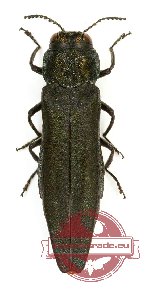 Agrilus cyaneoniger