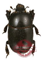 Histeridae sp. 6 (8 pcs)