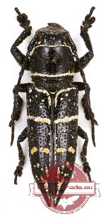 Xyphotheata saundersi ssp.