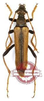 Leptura latipennis