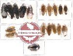 Scientific lot no. 1 Blattodea (18 pcs) (A2)