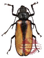 Rhaphipodus suturalis (A2)