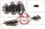 Scientific lot no. 2 Blattodea (A2) (6 pcs)