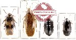 Scientific lot no. 3 Blattodea (4 pcs)