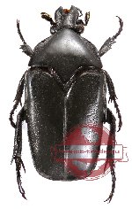 Thaumastopeus lombokensis (10 pcs - 2 pcs A2)