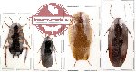 Scientific lot no. 4 Blattodea (4 pcs) (2 pcs A-)