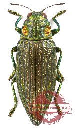 Chrysodema sp. 16