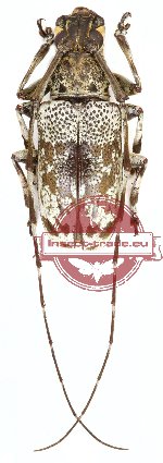 Anancylus griseatus (A2)