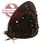 Elymnias cybele ssp. cybele (A2)