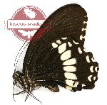 Papilio alphenor ssp. nicanor