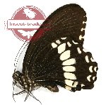 Papilio alphenor ssp. nicanor (A-)