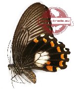 Papilio alphenor ssp. nicanor (A2)