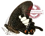 Papilio iswara araspes (A2B)