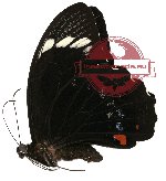 Papilio aegeus ormenus