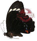 Papilio aegeus ormenus (A-)
