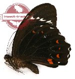 Papilio aegeus ssp. keianus (A-)