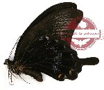 Papilio ascalaphus ssp. (A2)
