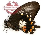 Papilio alphenor nicomachus (A2)