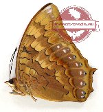 Charaxes latona papuanus (A-)