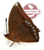 Charaxes latona papuanus (A2)