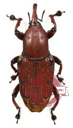 Curculionidae sp. 14